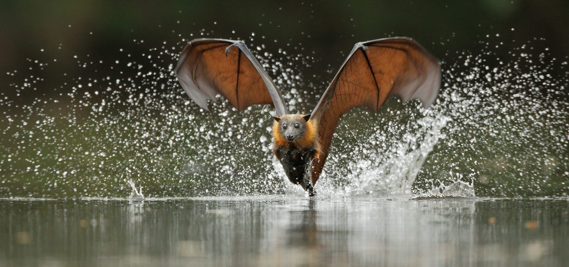 flying fox size