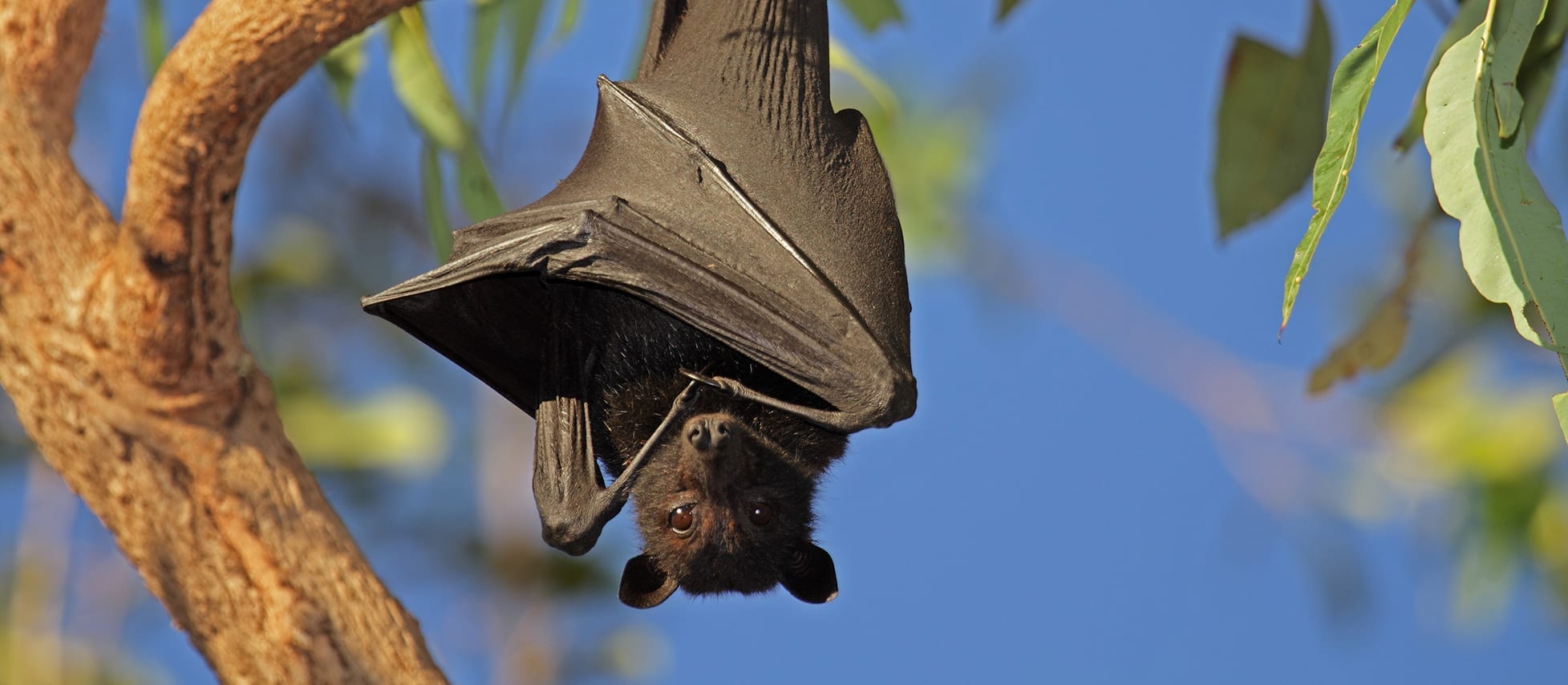 fruit bat legs